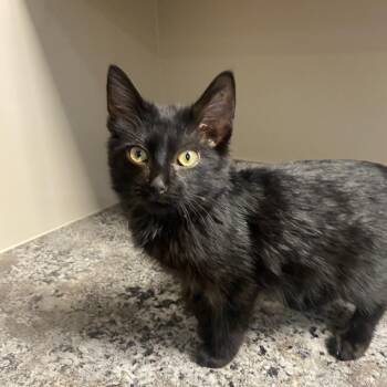 Kol -  Domestic Short Hair Cat for Adoption in Wadena, Minnesota - Kol | PetCurious
