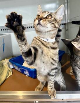 Rescue Domestic Short Hair Cats for Adoption in San Francisco, California - ARTEMIS | PetCurious