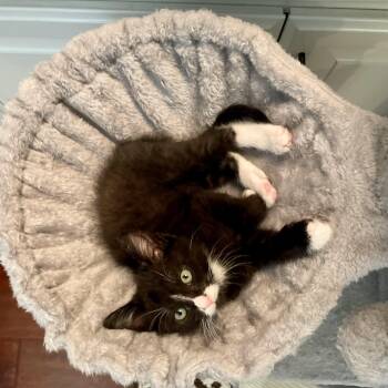 Sylvester -  Tuxedo Cat for Adoption in Sacramento, California - Sylvester | PetCurious