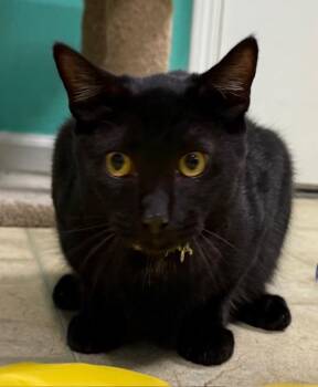 Rescue Domestic Short Hair Cats for Adoption in Camarillo, California - Whitman | PetCurious