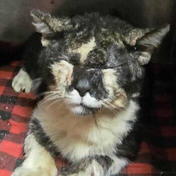 Domestic Short Hair Cats Available for Adoption - Snoopy | PetCurious