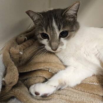 Camila -  Domestic Short Hair Cat for Adoption in Las Vegas, Nevada - Camila | PetCurious