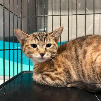 Strawberry -  Domestic Short Hair Cat for Adoption in Louisville, Kentucky - Strawberry | PetCurious