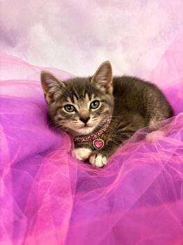 Domestic Short Hair and Tabby Cats Available for Adoption in Houston, Texas - Laces  | PetCurious