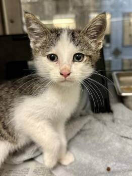 Eminem -  Domestic Short Hair Cat for Adoption in Wichita, Kansas - Eminem | PetCurious