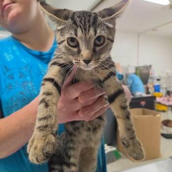 Modesty -  Domestic Short Hair Cat for Adoption in Fredericksburg, Virginia - Modesty | PetCurious