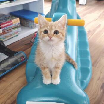 Brie (bonded to Ricotta) -  Domestic Short Hair Cat for Adoption in Reisterstown, Maryland - Brie (bonded To Ricotta) | PetCurious