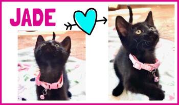 Jade -  Domestic Short Hair Cat for Adoption in Valley City, North Dakota - Jade | PetCurious
