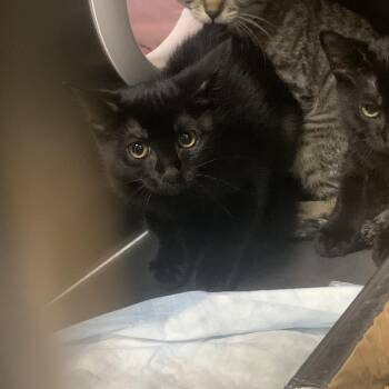 Sophie -  Domestic Short Hair Cat for Adoption in West Palm Beach, Florida - Sophie | PetCurious
