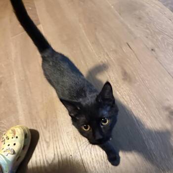 Vibes -  Domestic Short Hair Cat for Adoption in Springfield, Illinois - Vibes | PetCurious