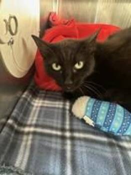 Rescue Domestic Short Hair Cats for Adoption in Manitowoc, Wisconsin - Marley | PetCurious