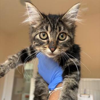 See -  Domestic Medium Hair Cat for Adoption in Kanab, Utah - See | PetCurious