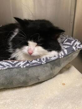 McCartney -  Domestic Long Hair Cat for Adoption in Meriden, Connecticut - McCartney | PetCurious