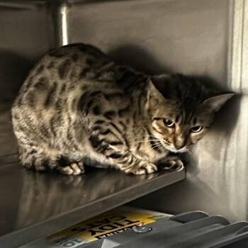 Cleo -  Bengal Cat for Adoption in Manhattan, Kansas - Cleo | PetCurious
