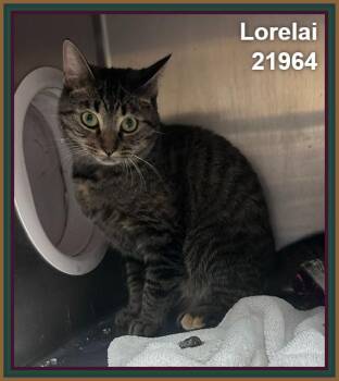 LORELAI (see also RORY) -  Domestic Short Hair and Tabby Cat for Adoption in Marietta, Georgia - LORELAI (see Also RORY) | PetCurious