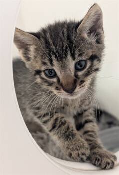 Rescue Domestic Short Hair Cats for Adoption in Ontario, California - NEEDS A FOSTER | PetCurious