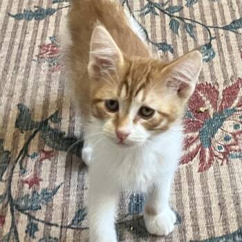 Kenyon WIDE-OPEN -  Turkish Van and Domestic Medium Hair Cat for Adoption in Bethel, Connecticut - Kenyon WIDE-OPEN | PetCurious