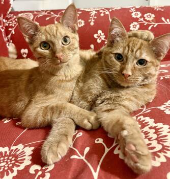 Rescue Domestic Short Hair Cats for Adoption in Fort Worth, Texas - Maddie & Maxine | PetCurious