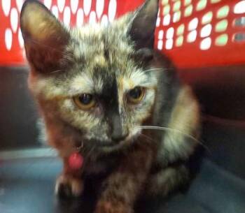 Cha Cha -  Domestic Short Hair Cat for Adoption in Kansas City, Missouri - Cha Cha | PetCurious