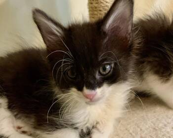 Evan -  Domestic Short Hair Cat for Adoption in Raleigh, North Carolina - Evan | PetCurious