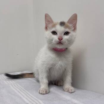 Chai -  Domestic Short Hair Cat for Adoption in Lakewood, California - Chai | PetCurious
