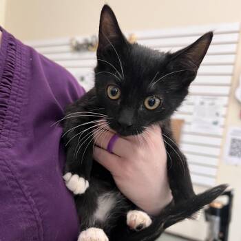 Domestic Short Hair Cats Available for Adoption in Las Vegas, Nevada - Cheesy Roll Up | PetCurious