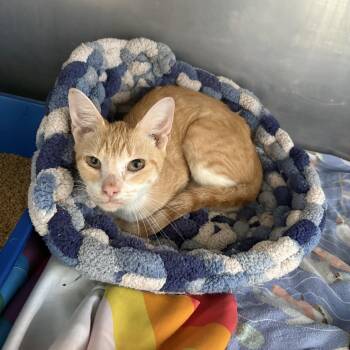 Esther -  Domestic Short Hair Cat for Adoption in Colbert, Georgia - Esther | PetCurious
