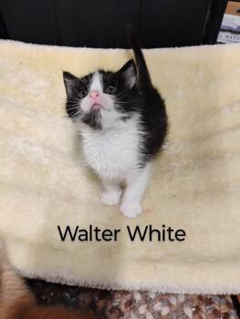 Rescue Domestic Short Hair Cats for Adoption in Oak Park, Michigan - Walter White | PetCurious
