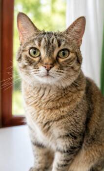 Ruthie -  Tabby and Calico Cat for Adoption in Skyline, Minnesota - Ruthie | PetCurious