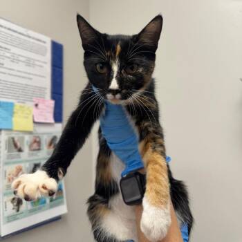 Ophelia -  Domestic Short Hair Cat for Adoption in Columbiana, Alabama - Ophelia | PetCurious