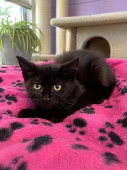 Raven -  Domestic Short Hair Cat for Adoption in Chattanooga, Tennessee - Raven | PetCurious