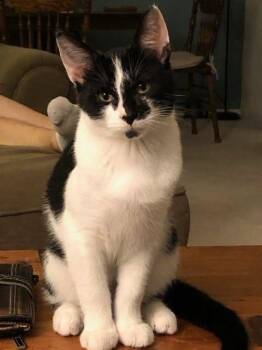 Oliver (COURTESY POST) -  Domestic Short Hair Cat for Adoption in Monroe, Ohio - Oliver (COURTESY POST) | PetCurious