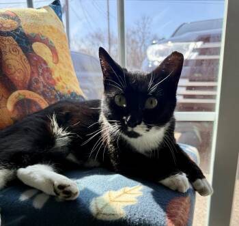 Tuxedo Cats Available for Adoption - Courtney | PetCurious