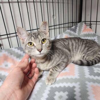 Domestic Short Hair Cats Available for Adoption - Moonbeam | PetCurious