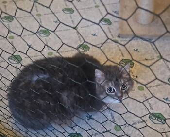 Domestic Short Hair Cats Available for Adoption - Gray OS 0319 Bond W Fluke OS | PetCurious