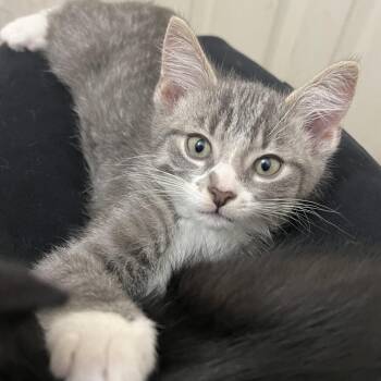 Fun Dip -  Domestic Short Hair Cat for Adoption in Puslinch, Ontario - Fun Dip | PetCurious