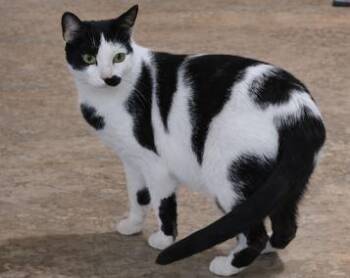 Domestic Short Hair Cats Available for Adoption in Pickering, Ontario - Oreo | PetCurious