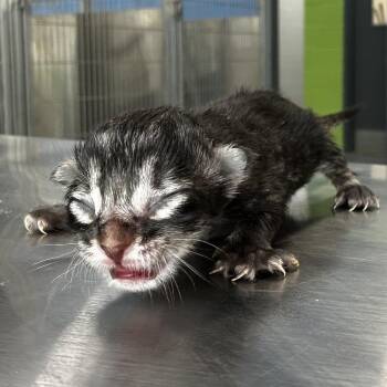 Amber -  Domestic Short Hair Cat for Adoption in Montgomery, Alabama - Amber | PetCurious