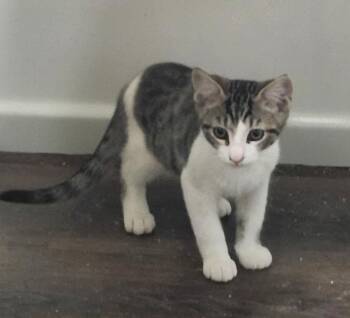 Hunter -  Domestic Medium Hair Cat for Adoption in Lemoore, California - Hunter | PetCurious