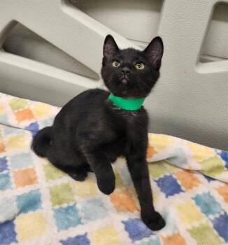 NOAH -  Domestic Short Hair Cat for Adoption in Peoria, Illinois - NOAH | PetCurious