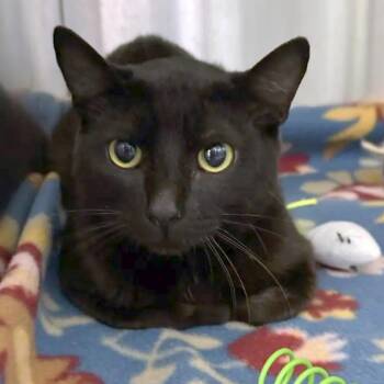 Gojo -  Domestic Short Hair Cat for Adoption in Austin, Texas - Gojo | PetCurious