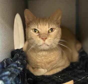 Domestic Short Hair Cats Available for Adoption in Aliquippa, Pennsylvania - PUG | PetCurious