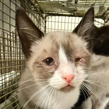 Scooter -  Domestic Short Hair Cat for Adoption in San Antonio, Texas - Scooter | PetCurious