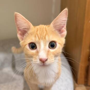 Rocket -  Domestic Short Hair Cat for Adoption in Sonora, California - Rocket | PetCurious