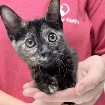 Kiara-4320 -  Domestic Short Hair Cat for Adoption in Tyler, Texas - Kiara-4320 | PetCurious