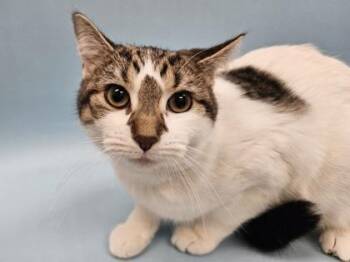 Tosca -  Domestic Short Hair Cat for Adoption in Woodbury, Minnesota - Tosca | PetCurious