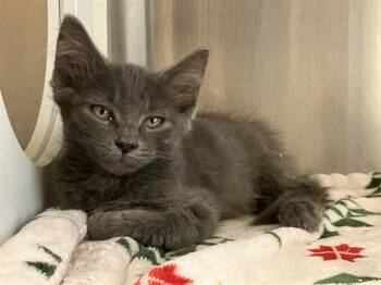 BRIDGETT -  Domestic Short Hair Cat for Adoption in Tustin, California - BRIDGETT | PetCurious