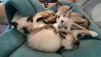 Crane -  Siamese and Domestic Short Hair Cat for Adoption in Richardson, Texas - Crane | PetCurious