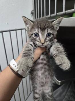 JULY -  Domestic Short Hair Cat for Adoption in Killeen, Texas - JULY | PetCurious