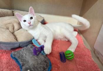 Punkie -  Domestic Short Hair Cat for Adoption in Elmsford, New York - Punkie | PetCurious